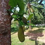 Som Palmgarden