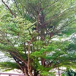At Lamai Resort