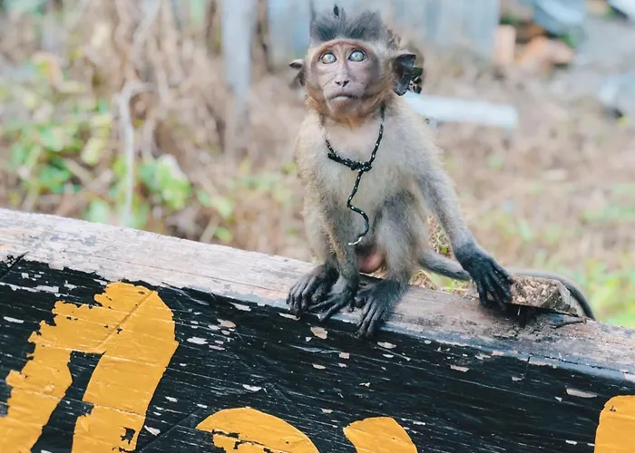 Monkey Bungalow