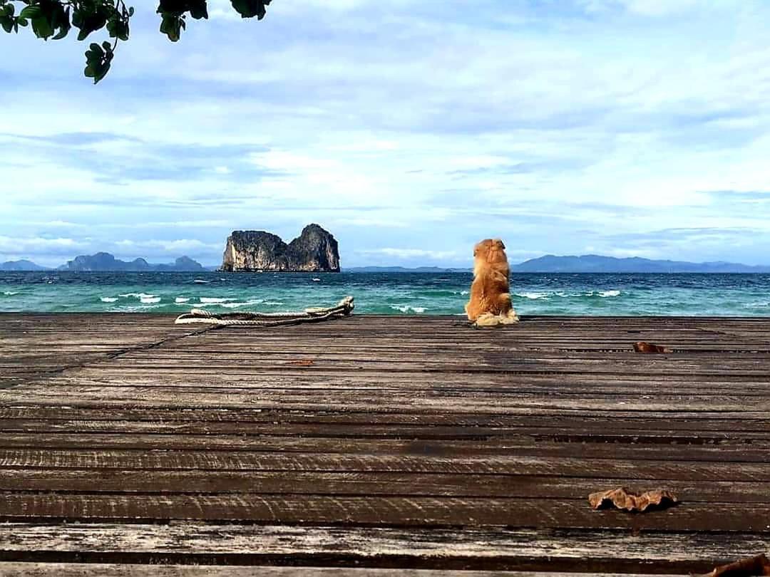 Thanya - Sha Koh Ngai