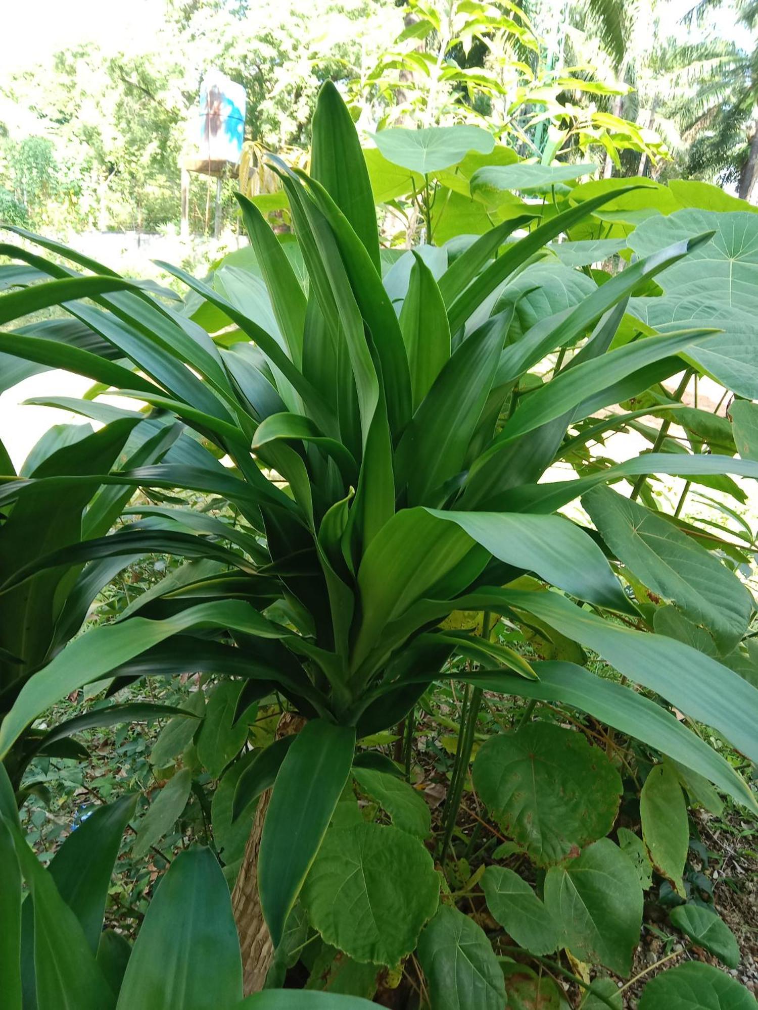 Som Palmgarden 2* Koh Lanta