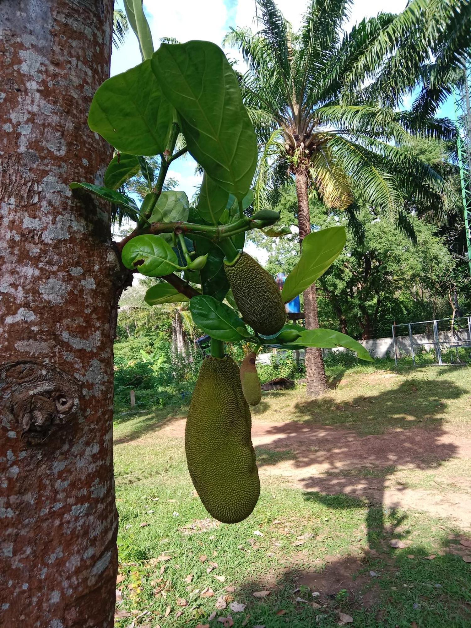 Som Palmgarden