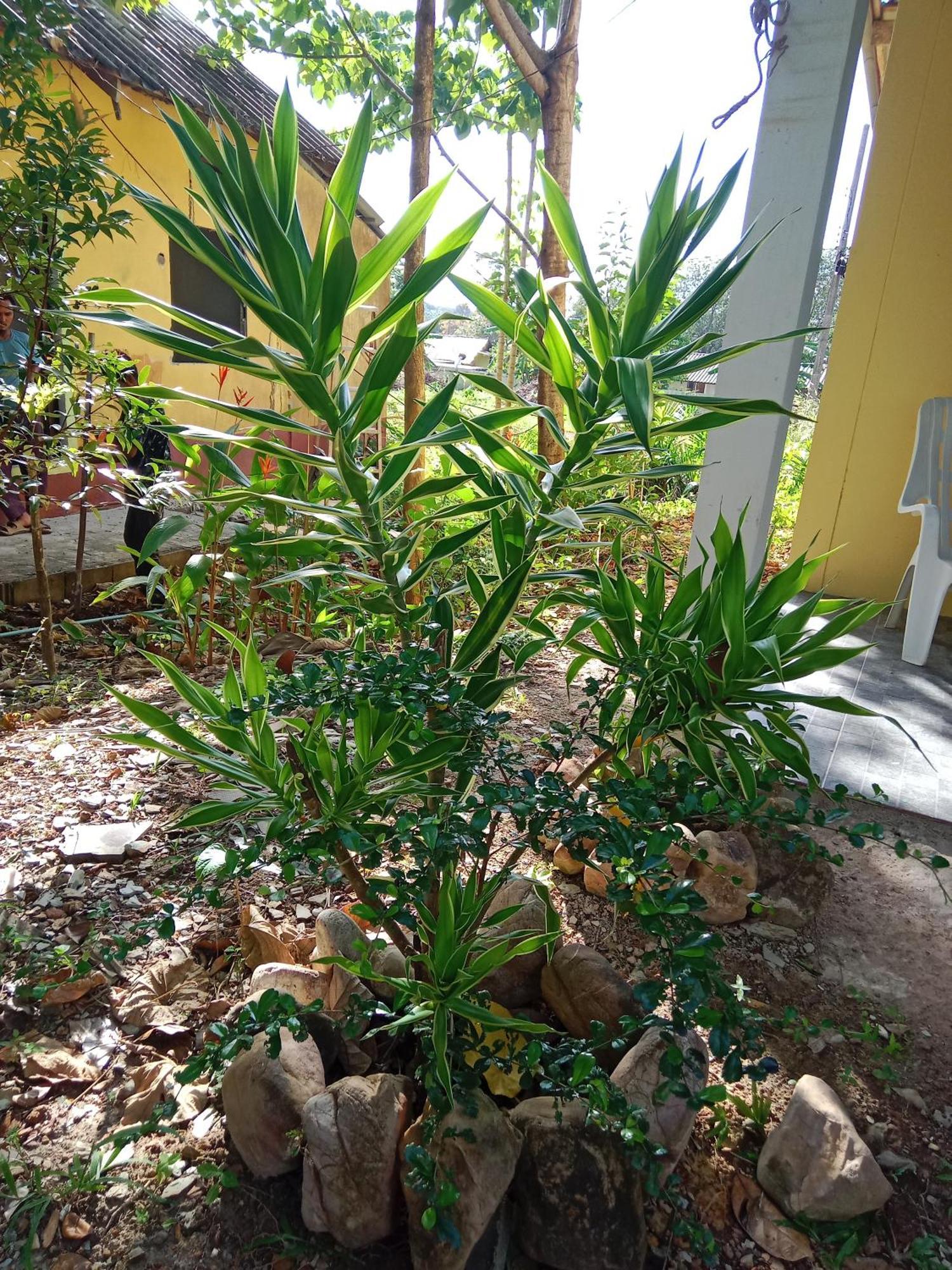 Som Palmgarden 2* Koh Lanta