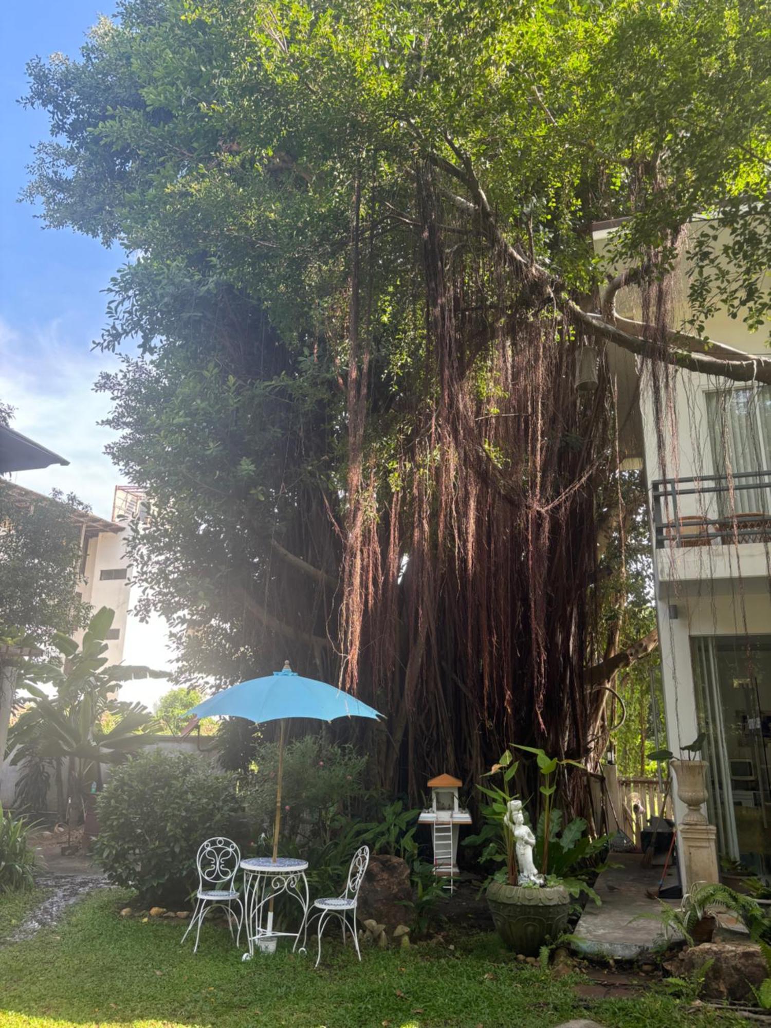 Bed & Breakfast Banyan House Samui (adults Only) 3*