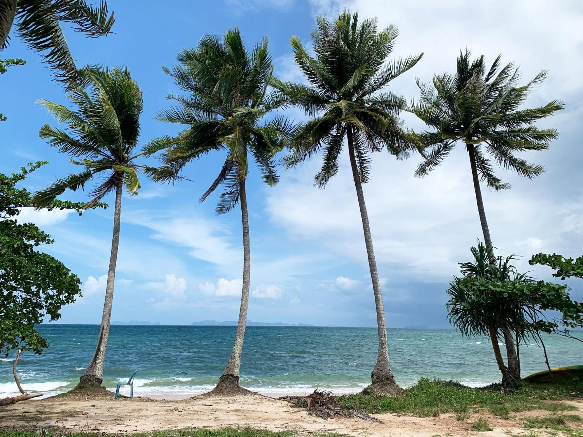 In - Foresta Of Koh Pu No6197 Koh Jum