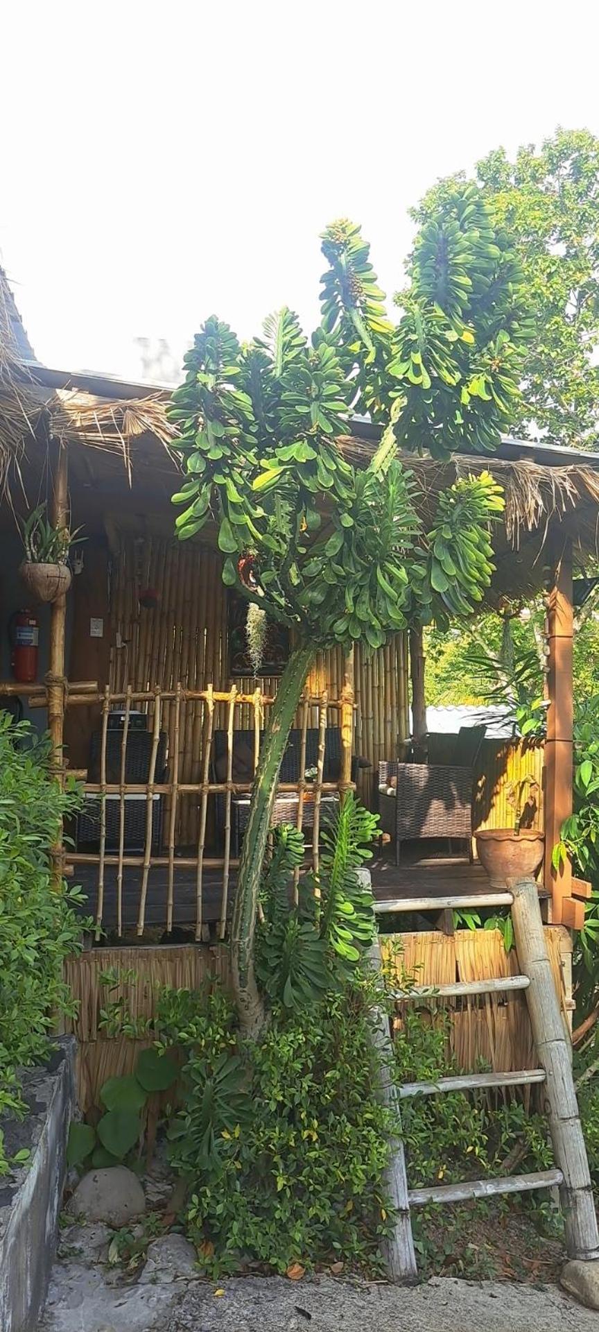 Siam Flora *