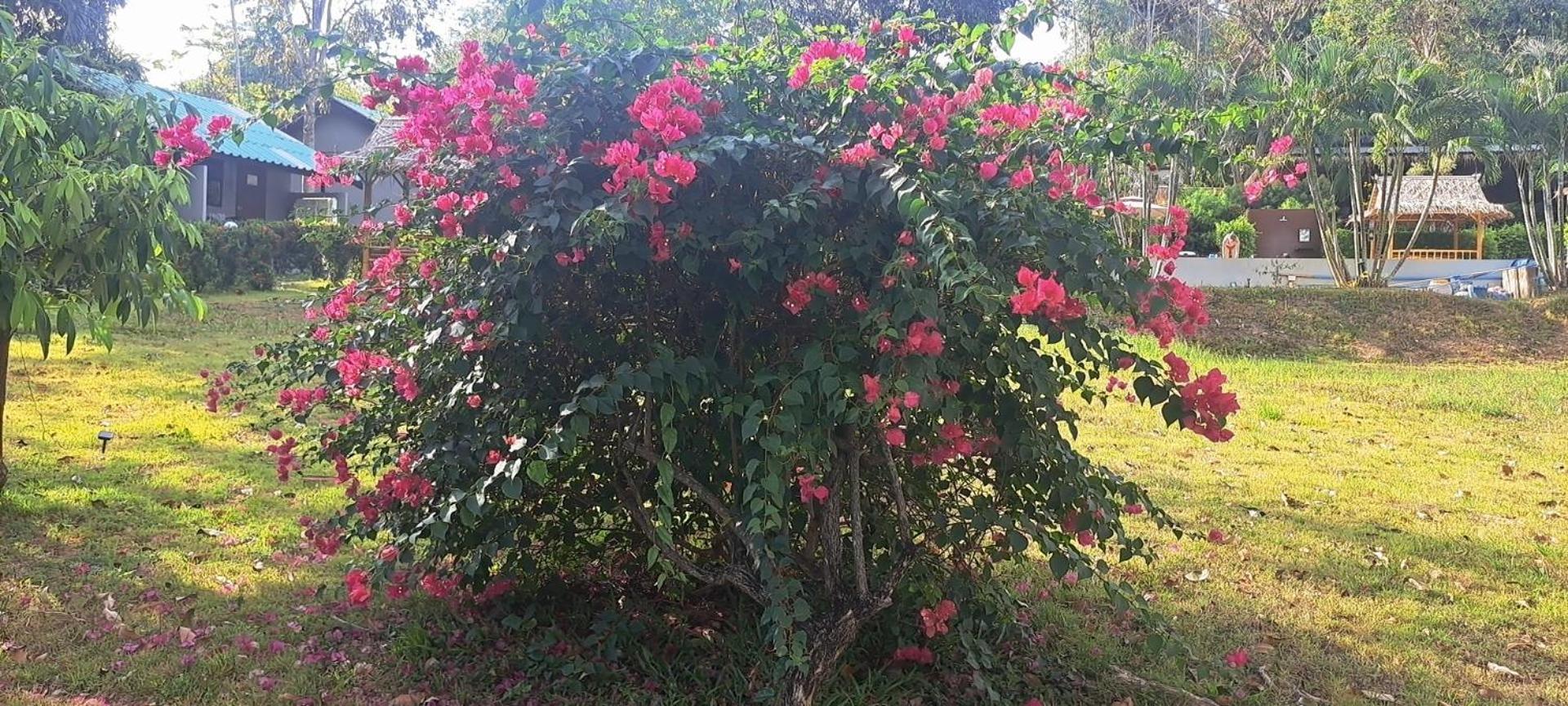 Siam Flora * Koh Lanta
