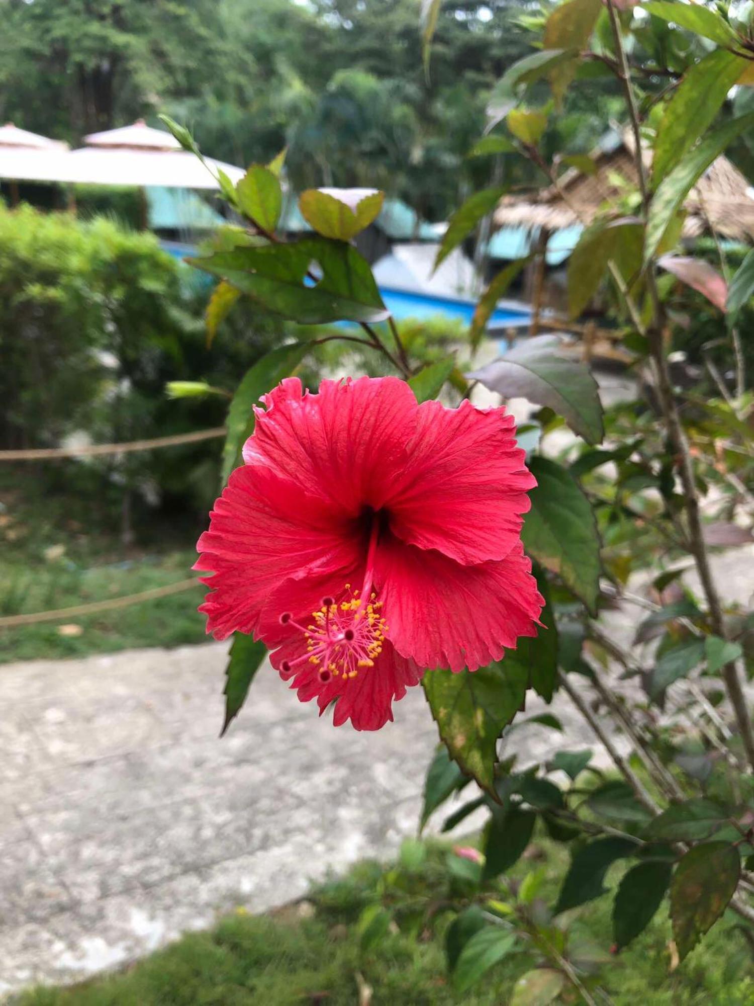 Resort Siam Flora