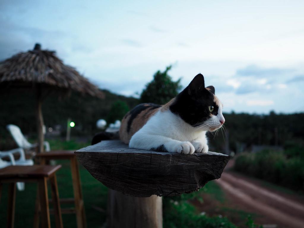 Cat Guest house 2*