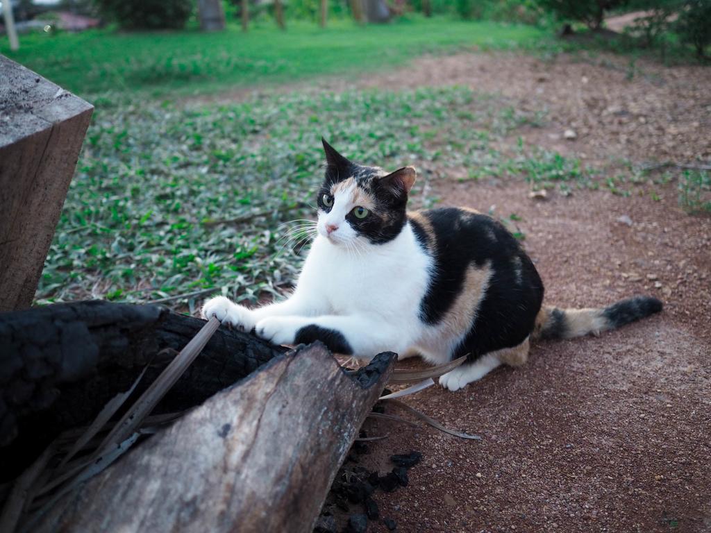 Cat Guest house Koh Lanta