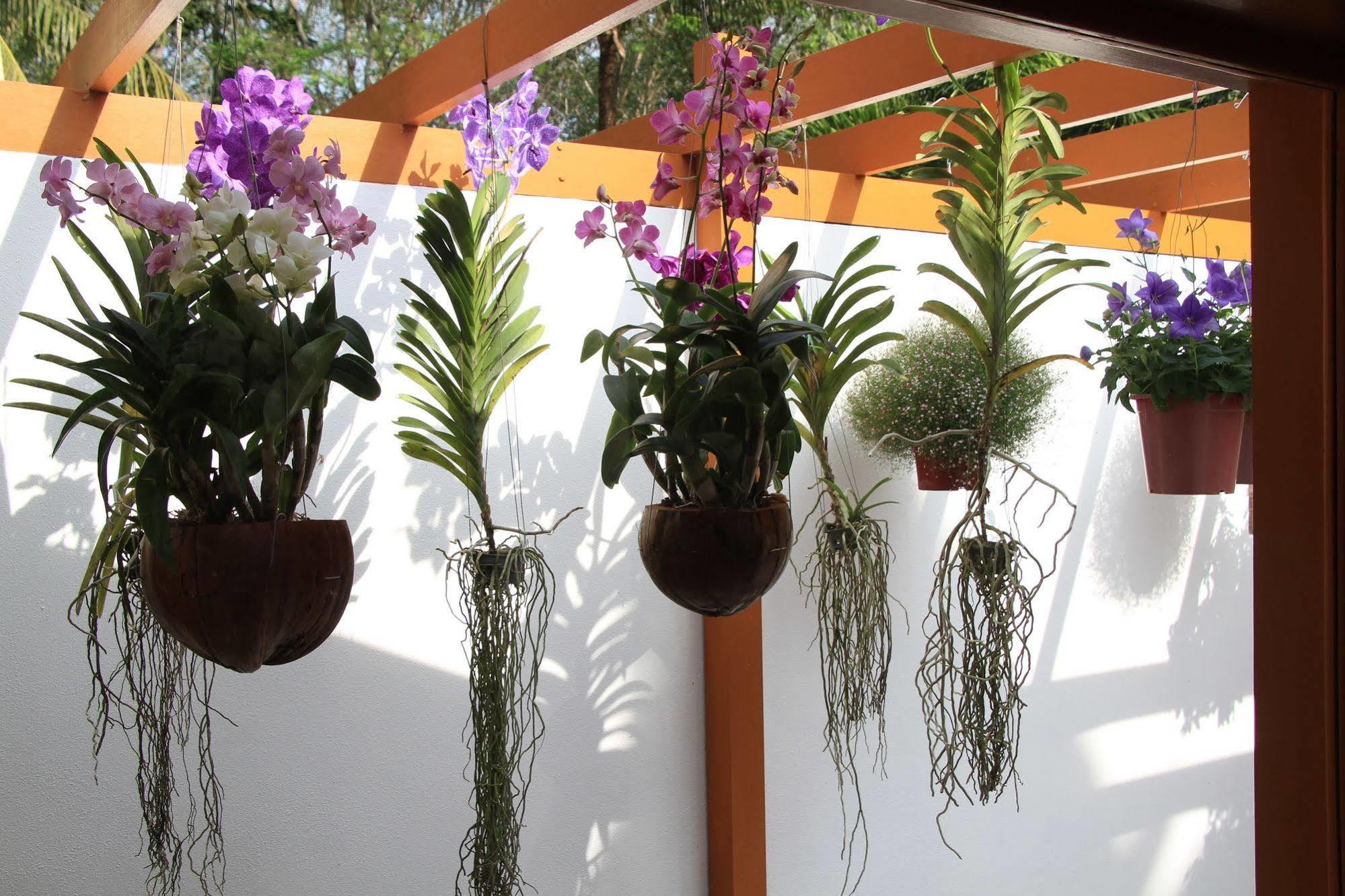 Villa De Chom *