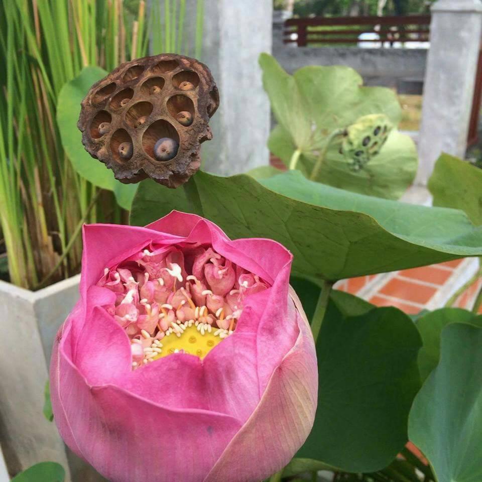 Hotel Arthaya - Sha Extra Koh Lanta
