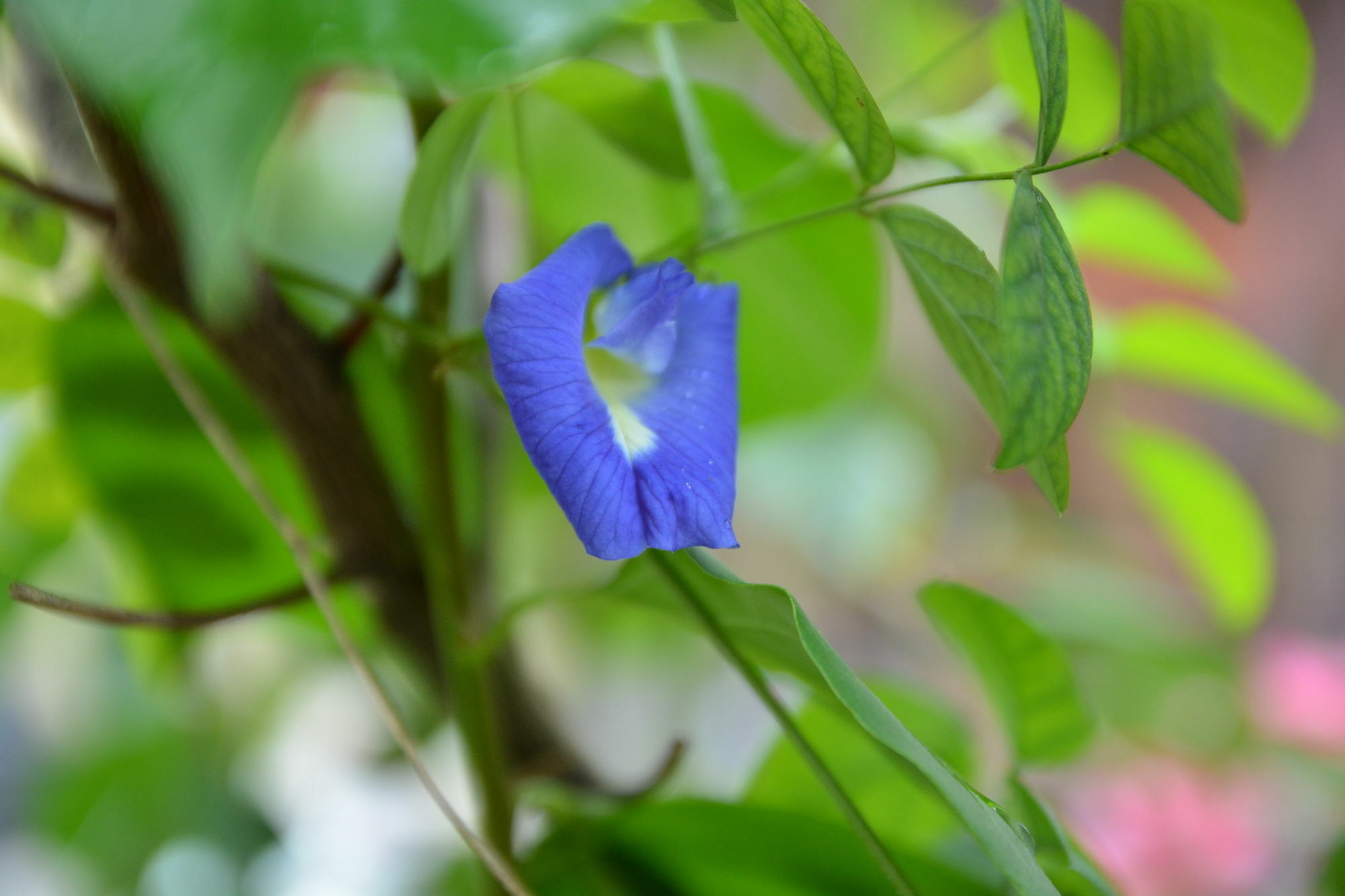 Guest house Raven Blue Koh Lanta