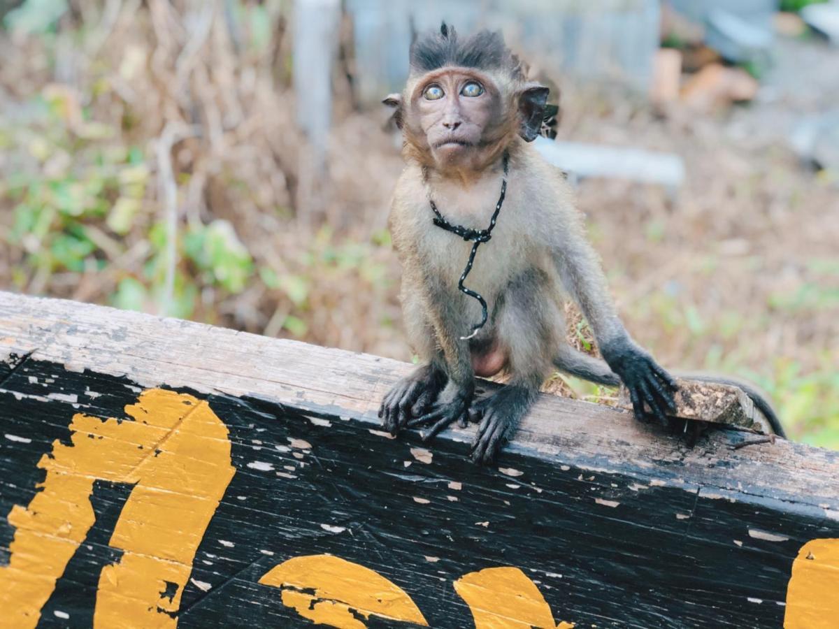 Monkey Koh Lanta