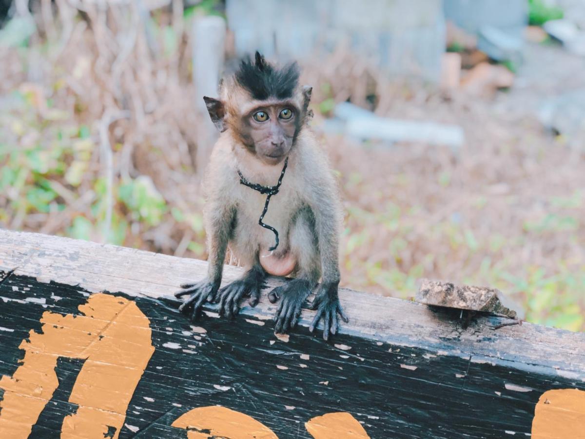 Resort Monkey