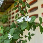 Les Fleurs House