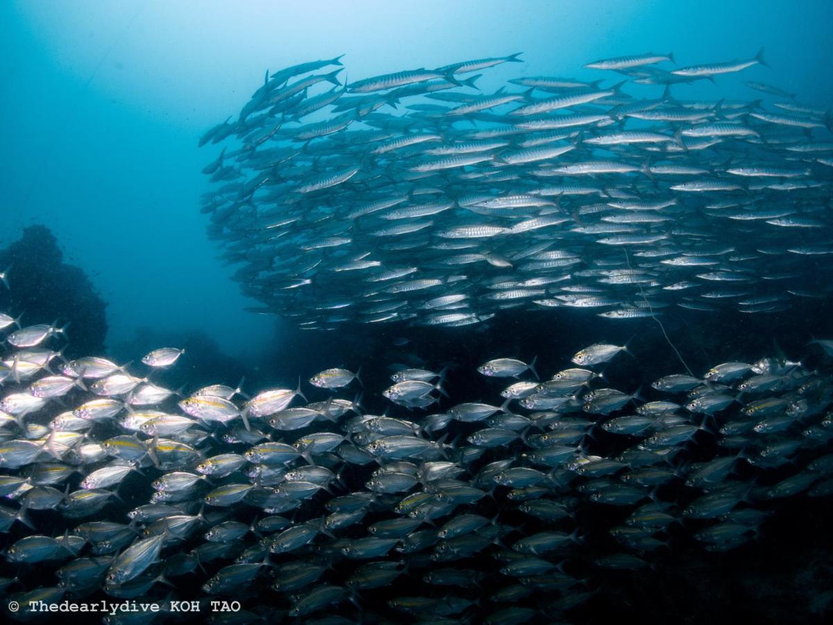 The Dearly Hostel-padi 5 Star Dive Hostel Koh Tao