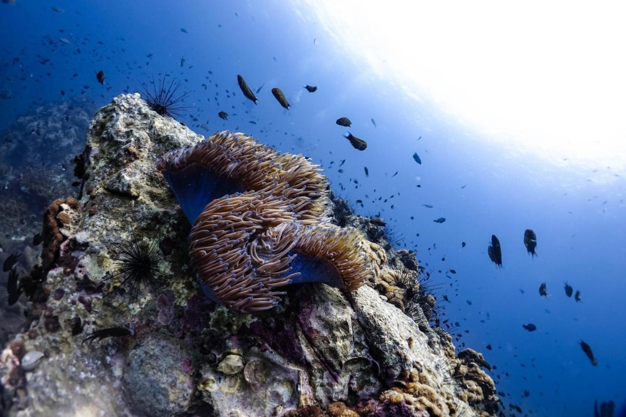 Hydronauts Diving - Hotel 2*