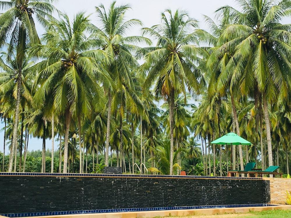 Golden Coconut
