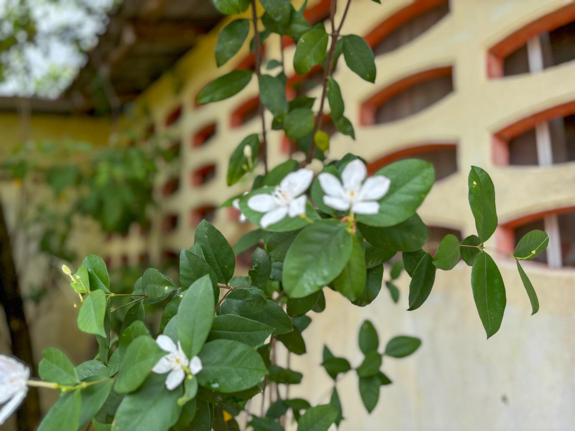 Bed & Breakfast Les Fleurs House Khao Lak