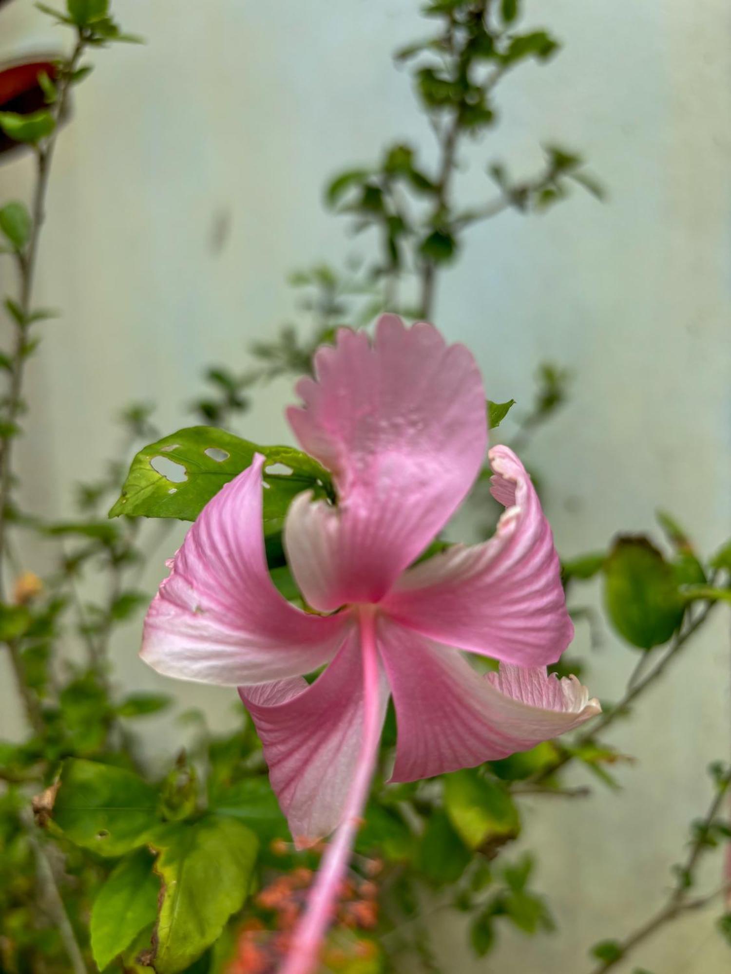 Les Fleurs House 2* Khao Lak