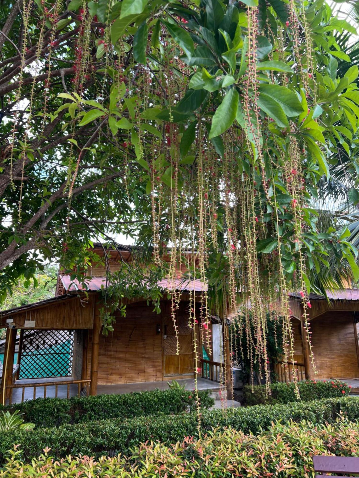 Chom Dao 2*