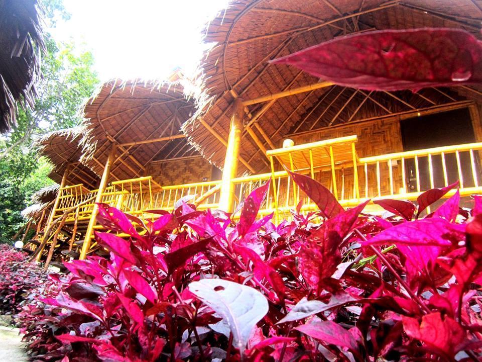 Hill Bamboo 2*