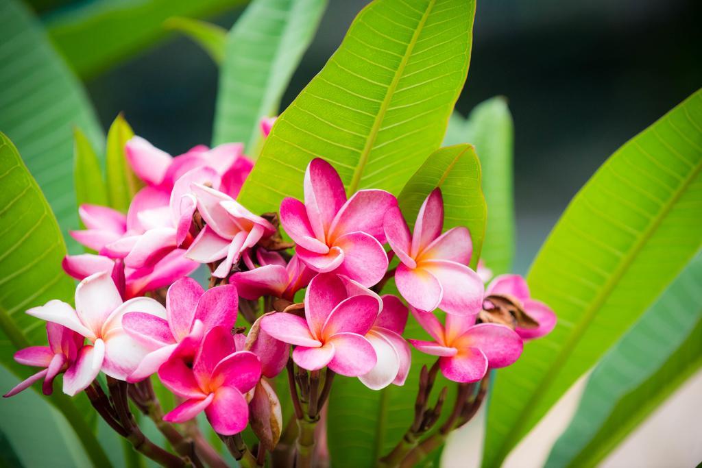 Guest house Oasis Yoga Koh Lanta