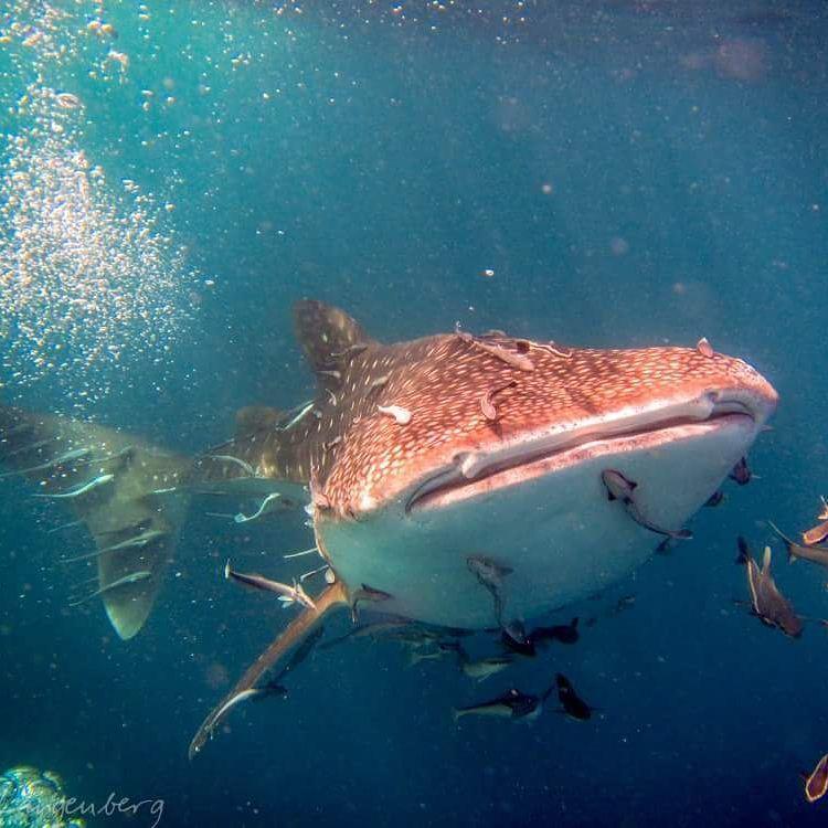 Resort Carabao Diving
