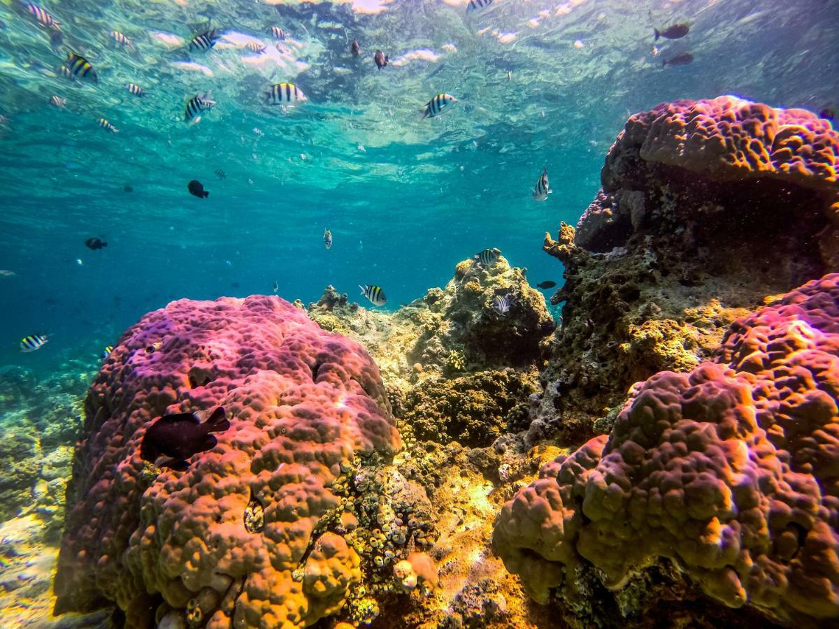 Dpm Diving & Bar Koh Tao