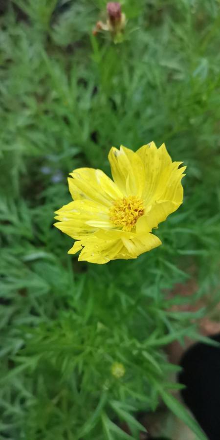Weixiao Lanta Resort