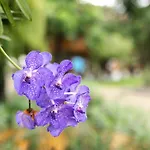 Saksila Resort