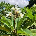 Samui Garden Resort