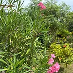 Samui Garden Resort