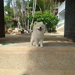 Samui Little Garden Resort
