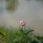 Chomna Resort