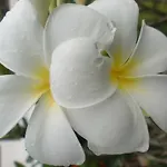 Starwell Garden Home Resort