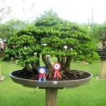 18 Bonsai Garden Resort