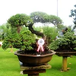 18 Bonsai Garden Resort