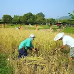 Rai Saeng Arun