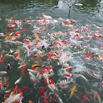 Pongsin Resort