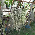 Baansongkhata