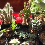 Pranberry Earth