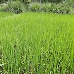 Baansongkhata