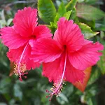 Plumeria Place 55