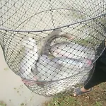 Freddies Fishing Park