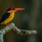 Kum Nangpaya