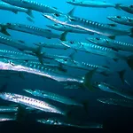 Forra Dive Resort Pattaya Beach
