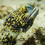 Forra Dive Resort Pattaya Beach