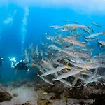 Forra Dive Resort Pattaya Beach